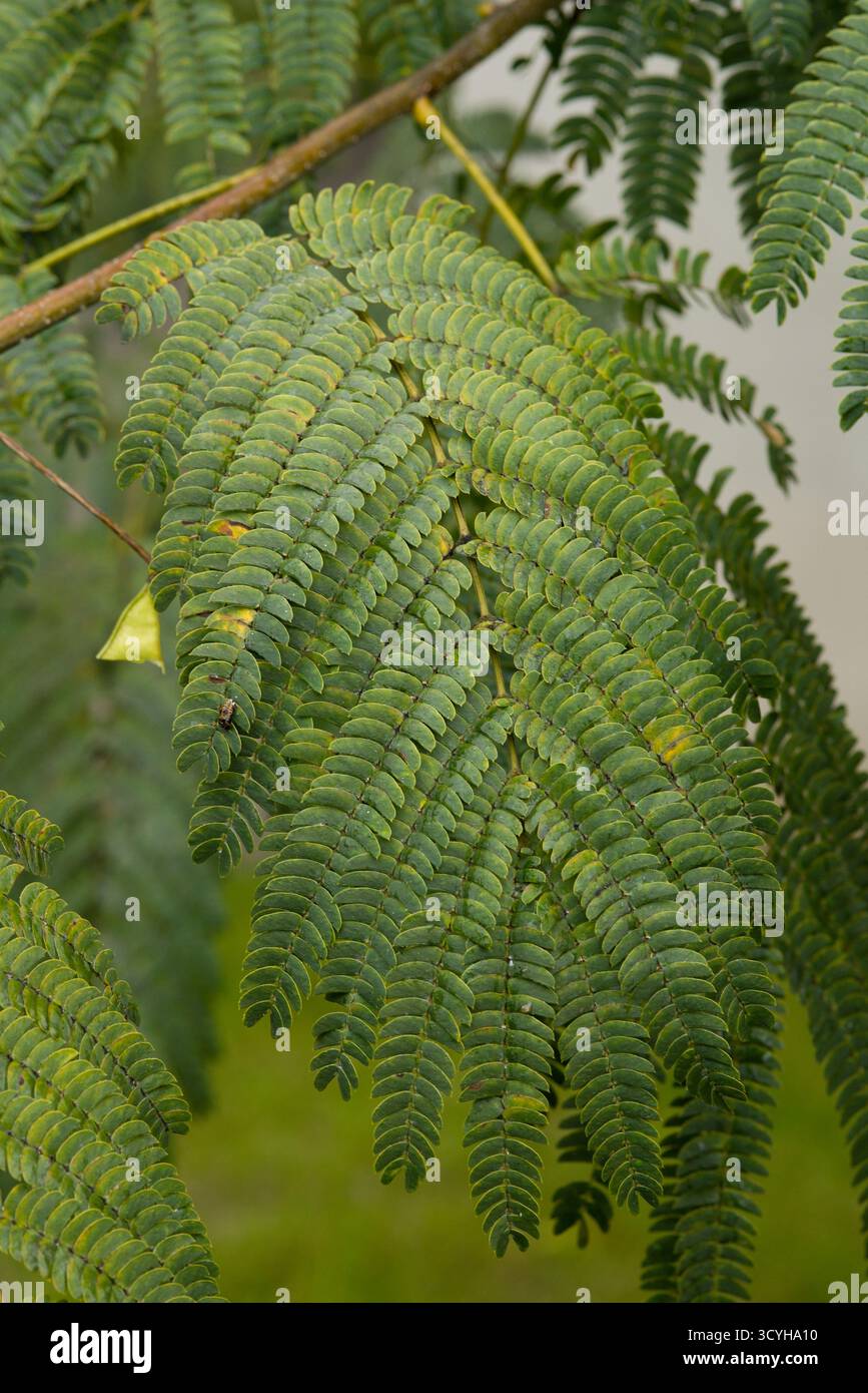 Elegante fogliame di Albizia julibrissin, noto anche come l'albero della seta persiana. Le sue foglie fini e piume creano una delicata texture tropicale. Foto Stock