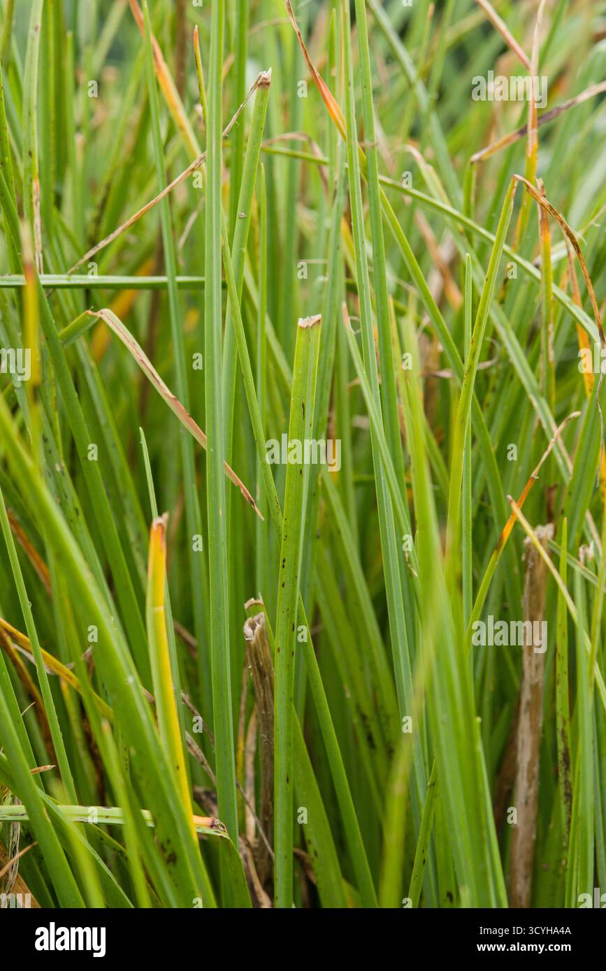 Denso ammasso di foglie verdi simili a una spada di Kniphofia uvaria, che formano la base da cui emergono in seguito alte e colorate punte di fiori. Foto Stock