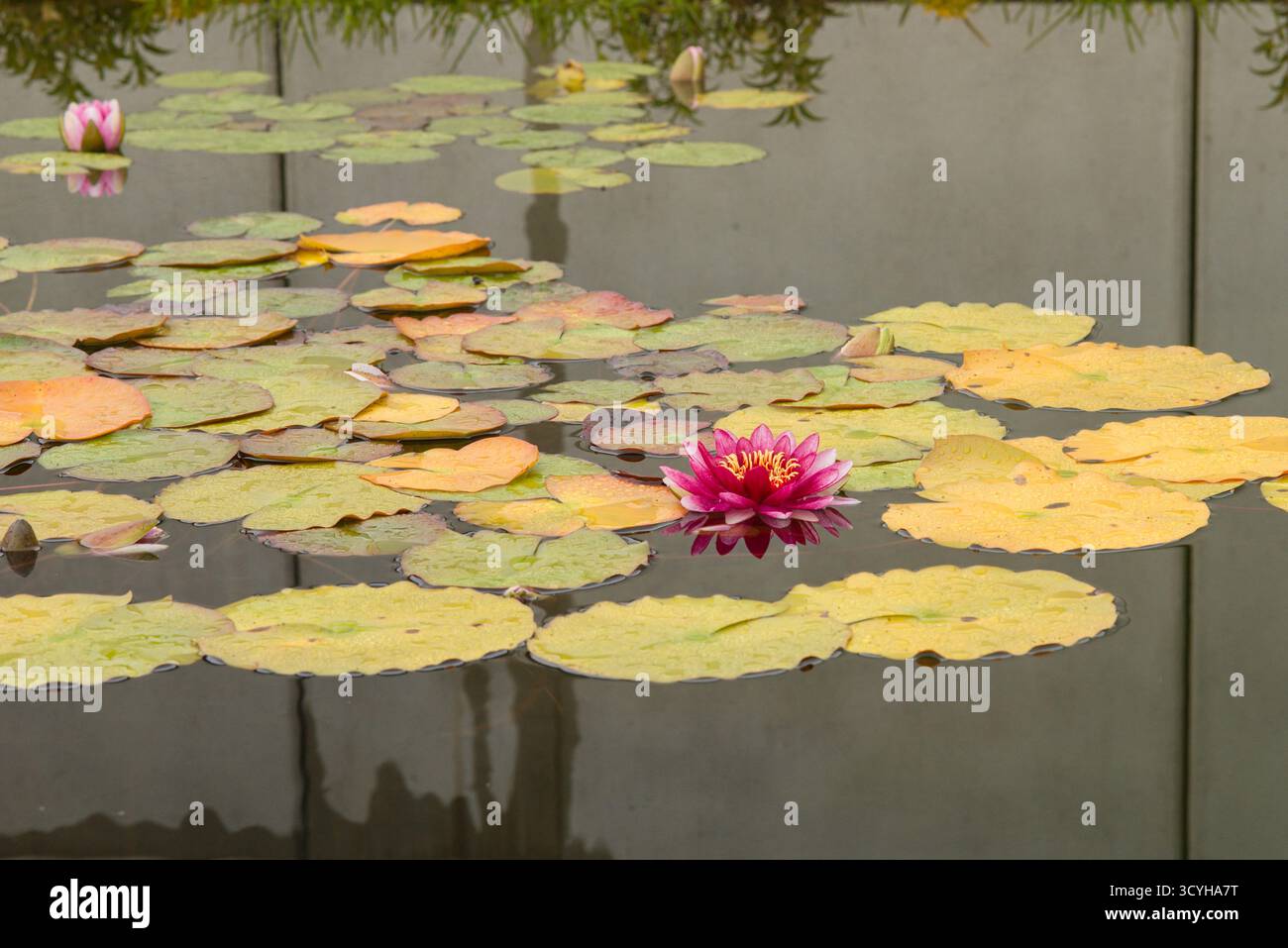 Un giglio d'acqua serena (Nymphaea sp.) in piena fioritura, i suoi vivaci petali rosa si riflettono sulla superficie calma tra foglie verdi fluttuanti. Foto Stock