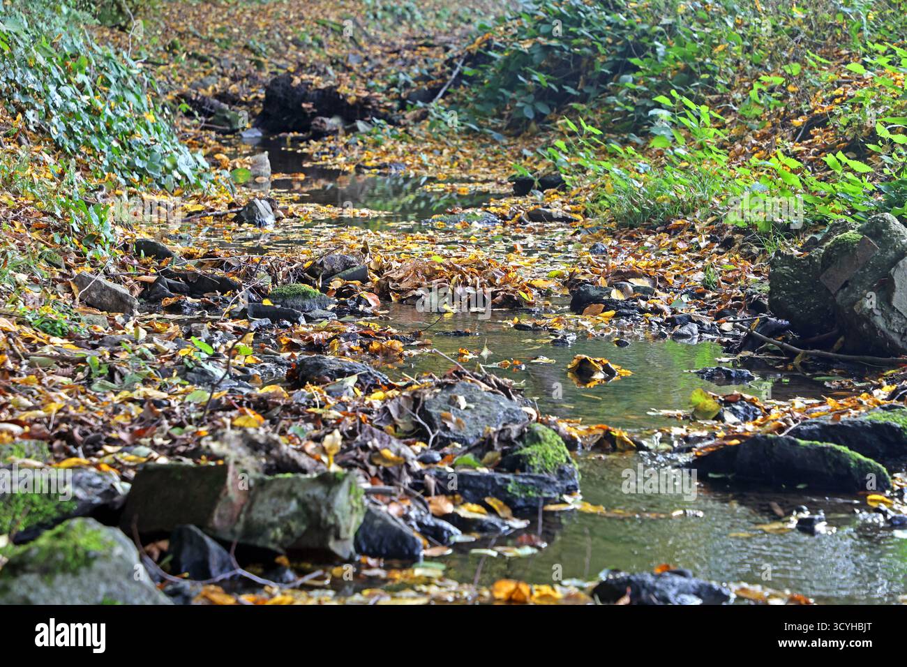 Der Asbach in Essen Kulturlandschaft am Stadtrand von Essen mit dem Asbach der wenig Wasser führt inmitten der Wälder im Herbst. Essen Nordrhein-Westfalen Deutschland *** l'Asbach a Essen paesaggio culturale alla periferia di Essen con l'Asbach, che in autunno trasporta poca acqua nel mezzo dei boschi Essen Renania settentrionale-Vestfalia Germania Foto Stock