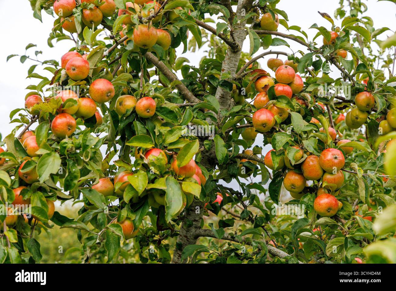 Mele nel frutteto comunale, Church Stretton, Shropshire, Regno Unito Foto Stock