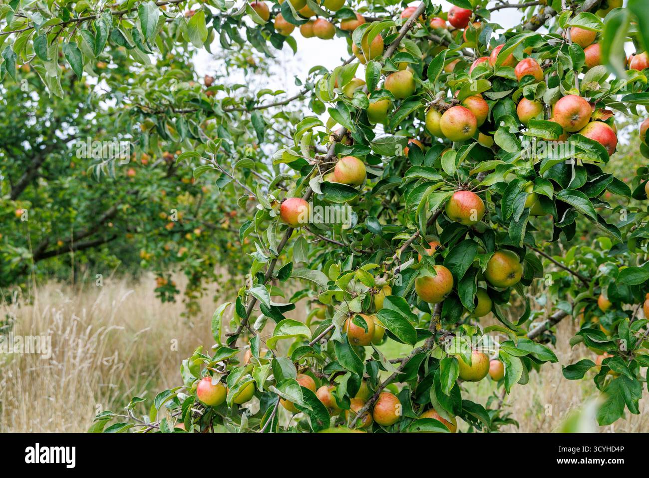 Mele nel frutteto comunale, Church Stretton, Shropshire, Regno Unito Foto Stock