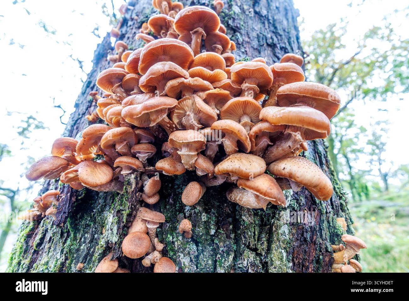 Fungo su albero vicino a Lodore Falls, Lake District, Regno Unito Foto Stock