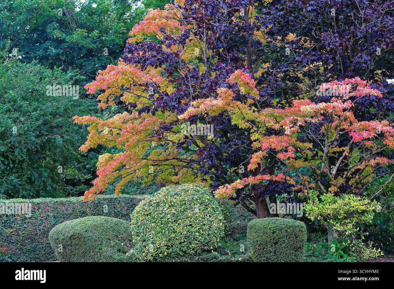 Colorato fogliame autunnale in contrasto con lo sfondo di un albero lievitato viola che forma un motivo e forme astratte Foto Stock