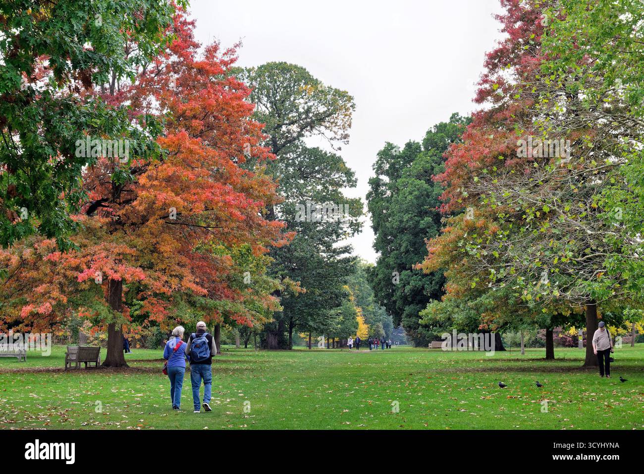 I visitatori camminano lungo un viale di alberi dai colori autunnali nei Royal Botanic Gardens Kew Richmond Londra Inghilterra Regno Unito Foto Stock