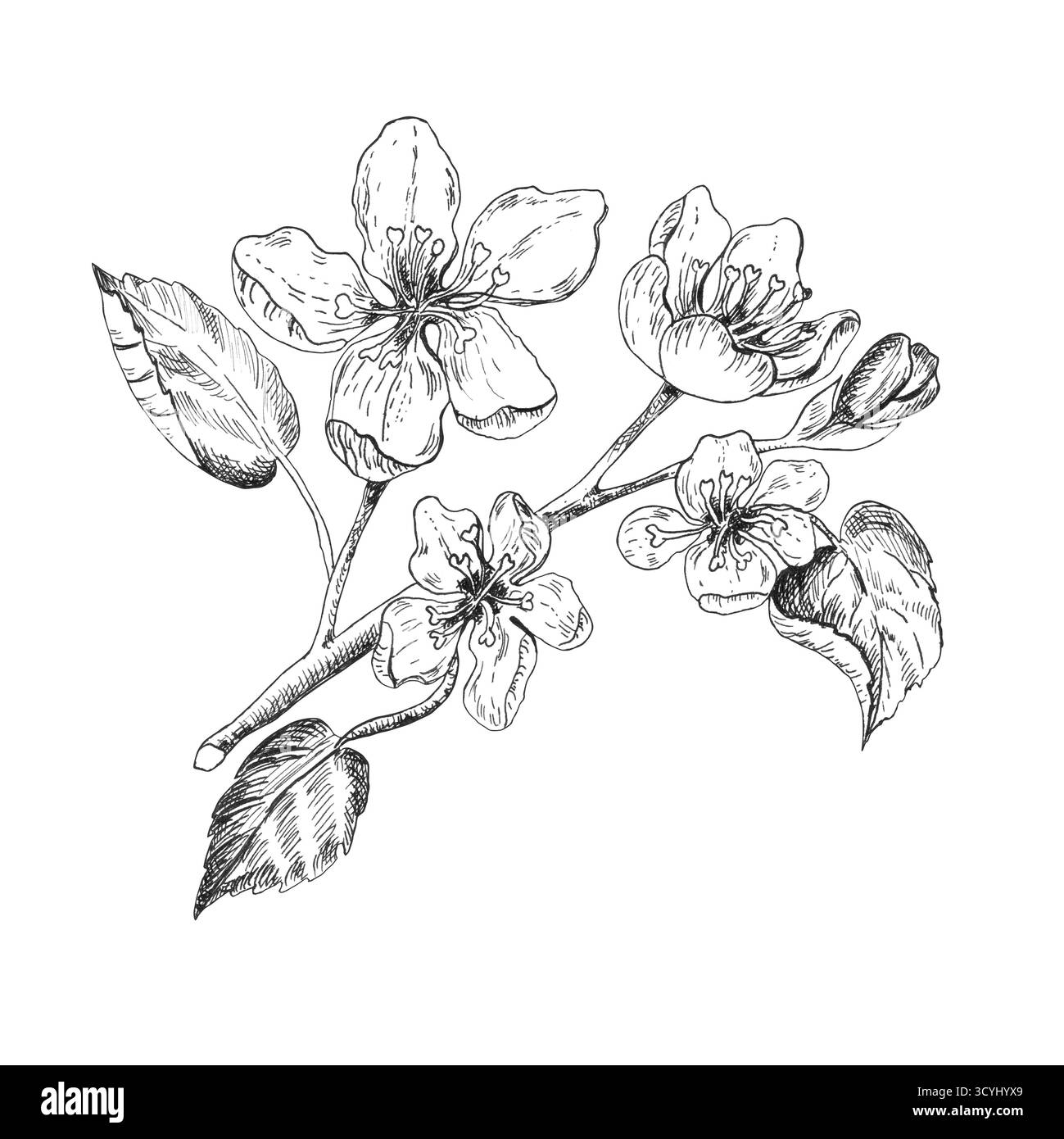Un ramo di melo trafilato a inchiostro con delicati fiori e foglie. Clipart del frutteto. Line art monocromatica. Illustrazione a inchiostro disegnata a mano per il giardino-th Foto Stock