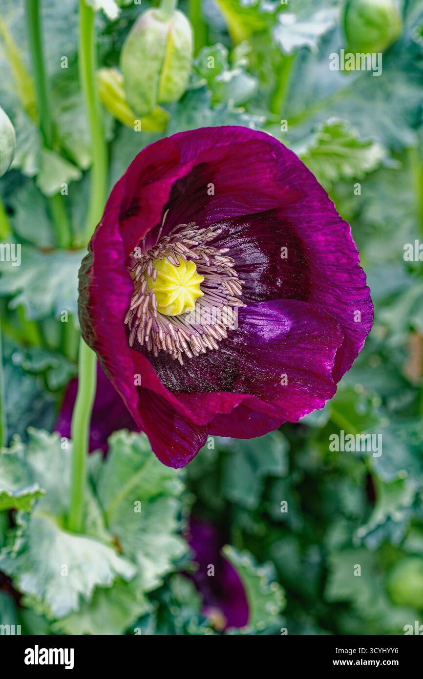 Primo piano del fiore di papavero viola Laurens Grape in piena fioritura Foto Stock