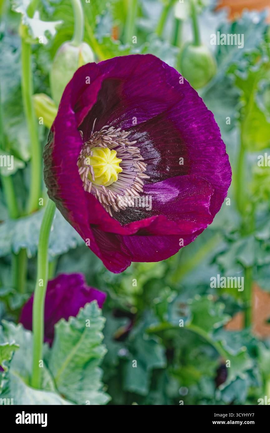 Primo piano del fiore di papavero viola Laurens Grape in piena fioritura Foto Stock