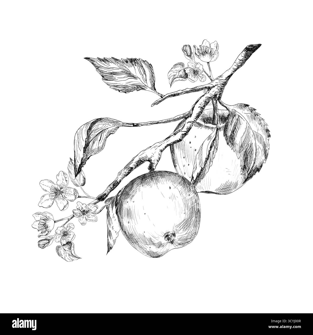 Disegno a inchiostro del ramo di melo con mele, fiori e foglie. Clipart in bianco e nero. Art. Linea. Illustrazione a inchiostro disegnato a mano per il frutteto-the Foto Stock