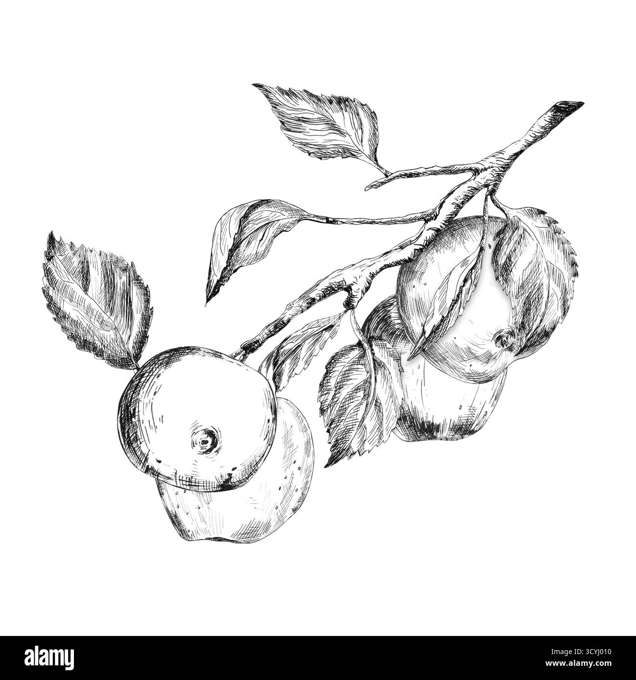 Disegno a inchiostro bianco e nero del ramo di melo con mele e foglie. Clipart di frutta. Art. Linea. Illustrazione a inchiostro disegnata a mano per il design a tema giardino Foto Stock