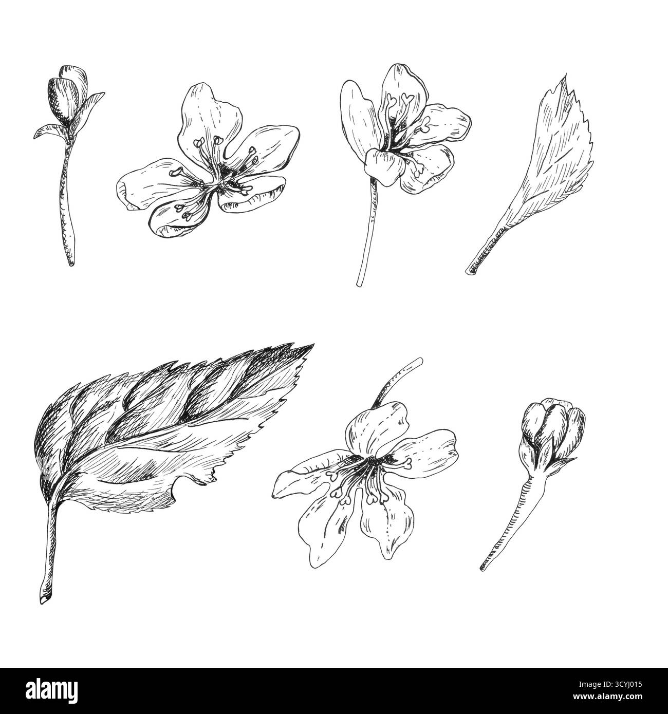 Un fascio di disegni a inchiostro bianco e nero di fiori di meli, gemme e foglie. Clipart del frutteto. Line art monocromatica. Inchiostro grafico disegnato a mano Foto Stock