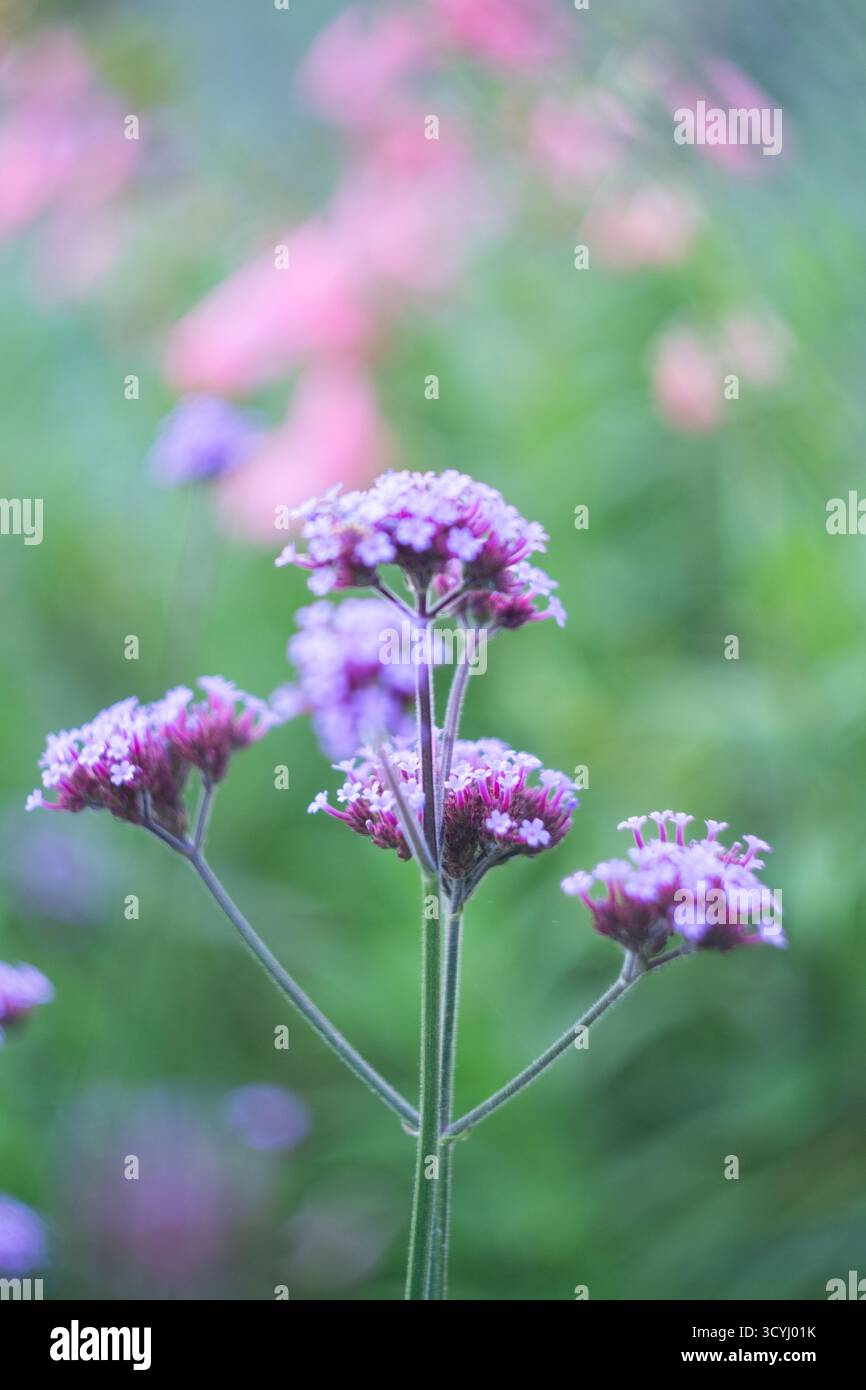 Delicati fiori di verbena viola con una messa a fuoco morbida e sfondo sfocato del giardino Foto Stock