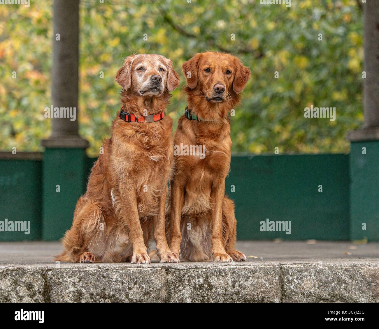 Due Golden Retriever seduti su un gradino Foto Stock