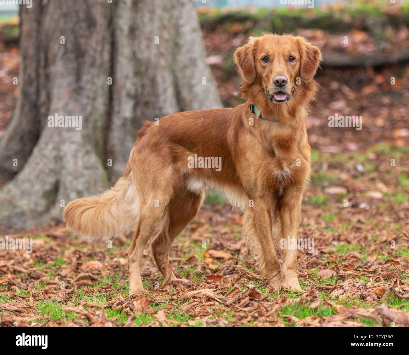 Golden Retriever in piedi in foglie autunnali Foto Stock