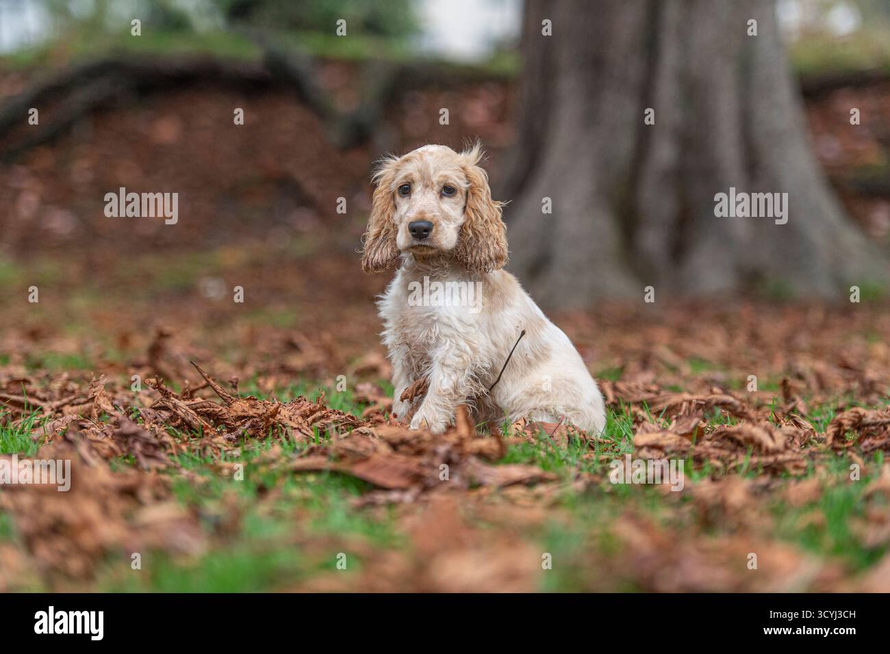 Cocker inglese Spaniel cucciolo seduto accanto a un albero in foglie autunnali Foto Stock