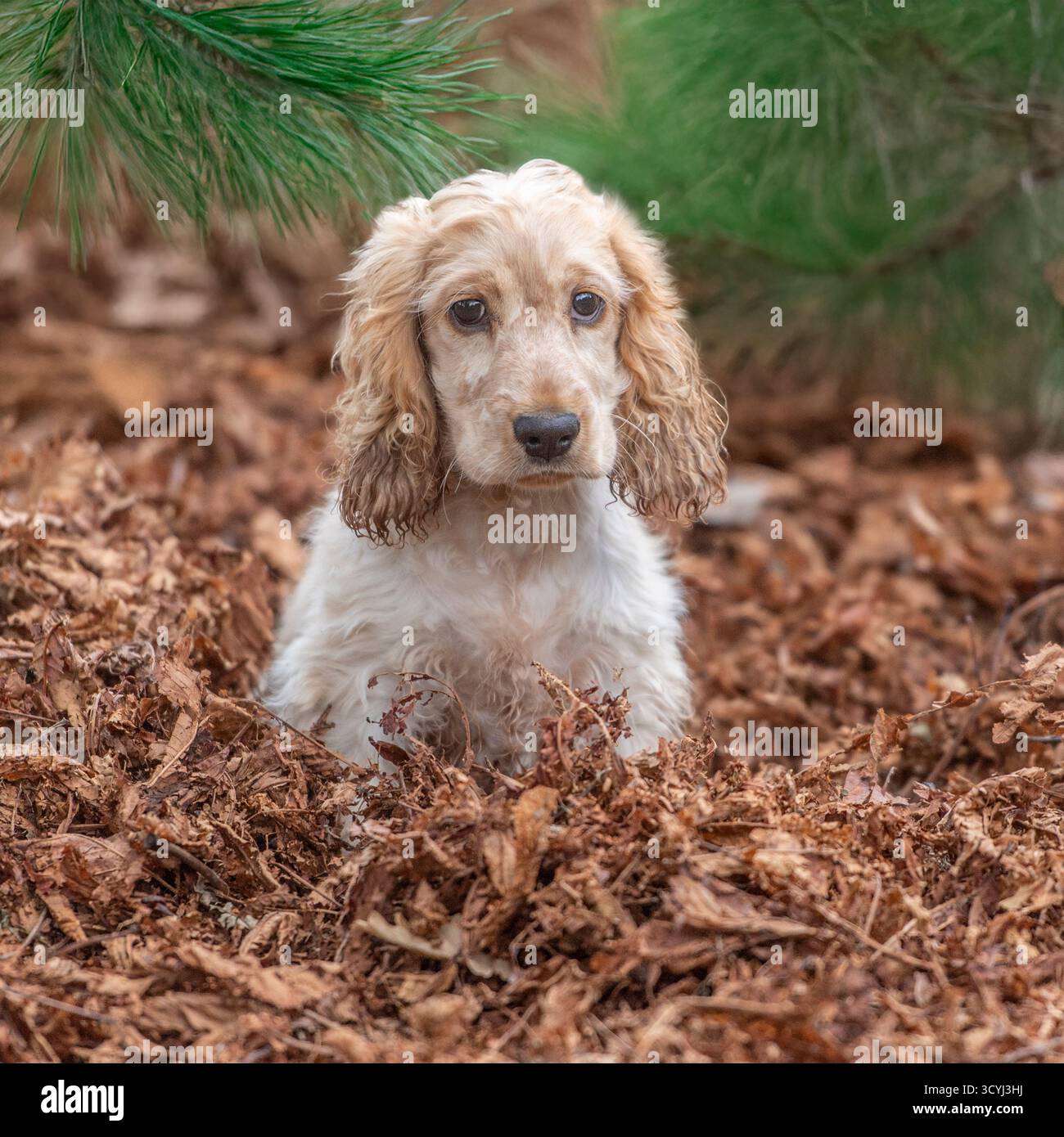 Cocker Spaniel inglese seduto in foglie autunnali Foto Stock