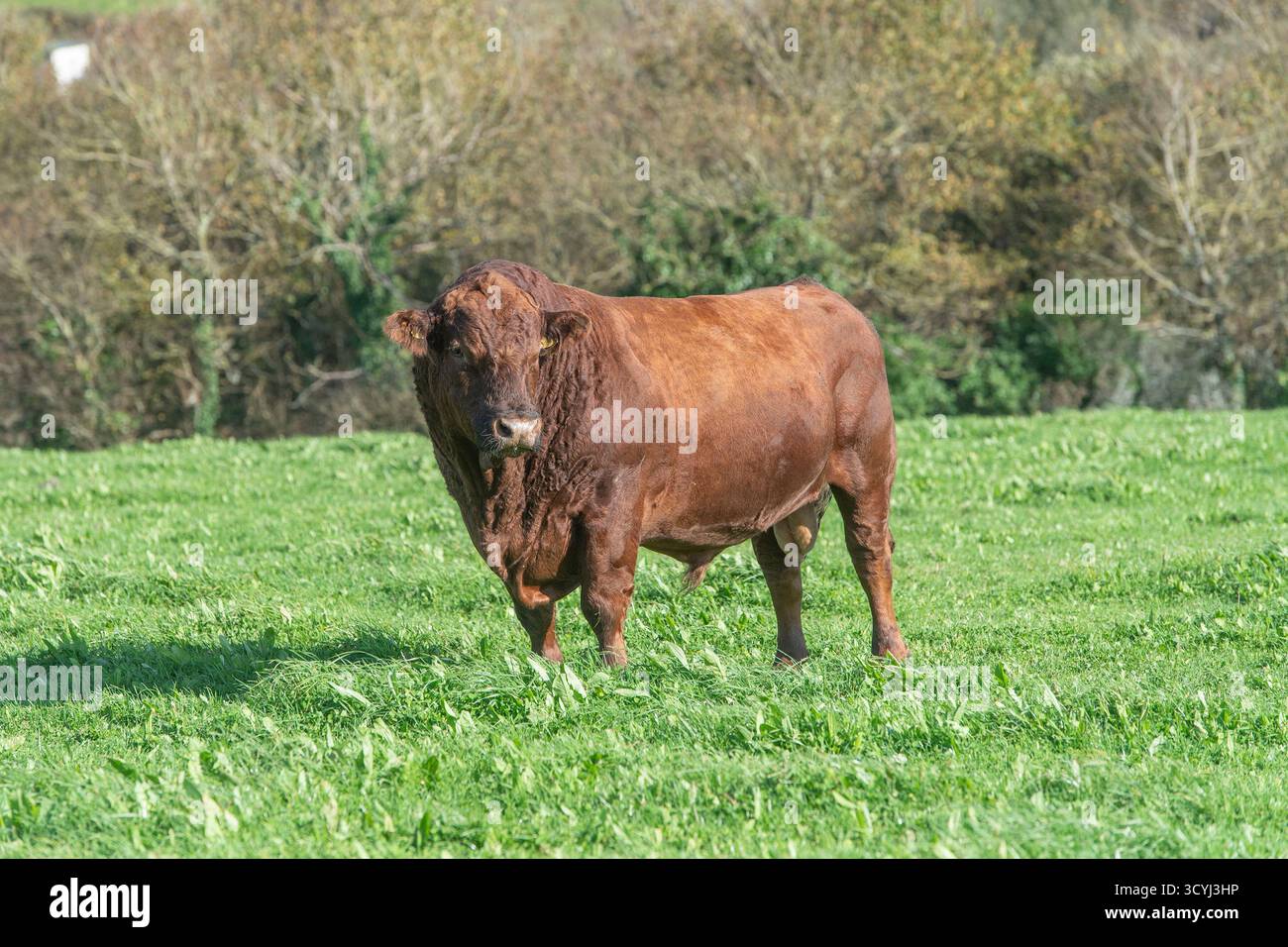 toro stabilizzatore del south devon in un campo Foto Stock