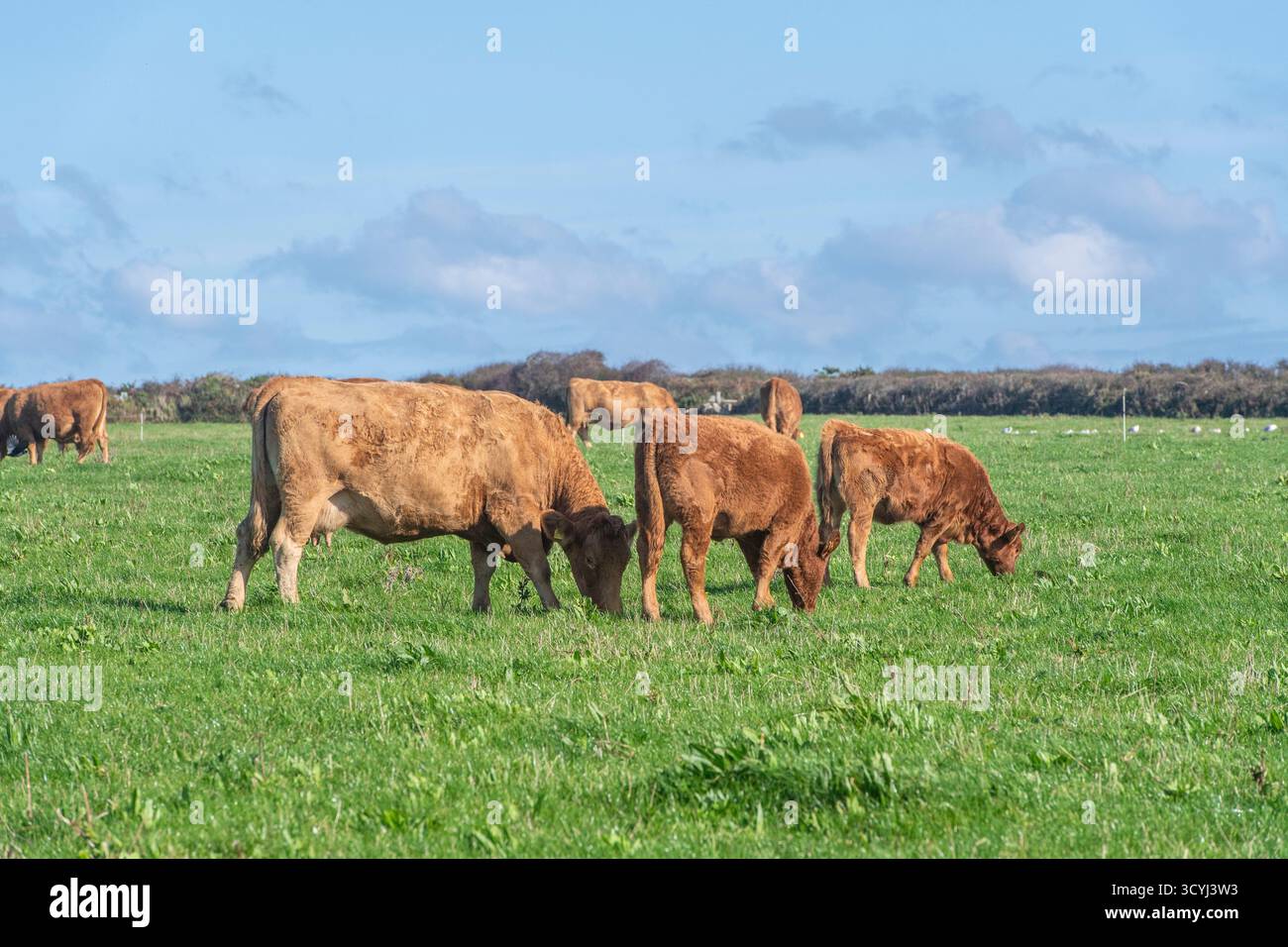 Bestiame del Devon meridionale che pascolano in un campo Foto Stock