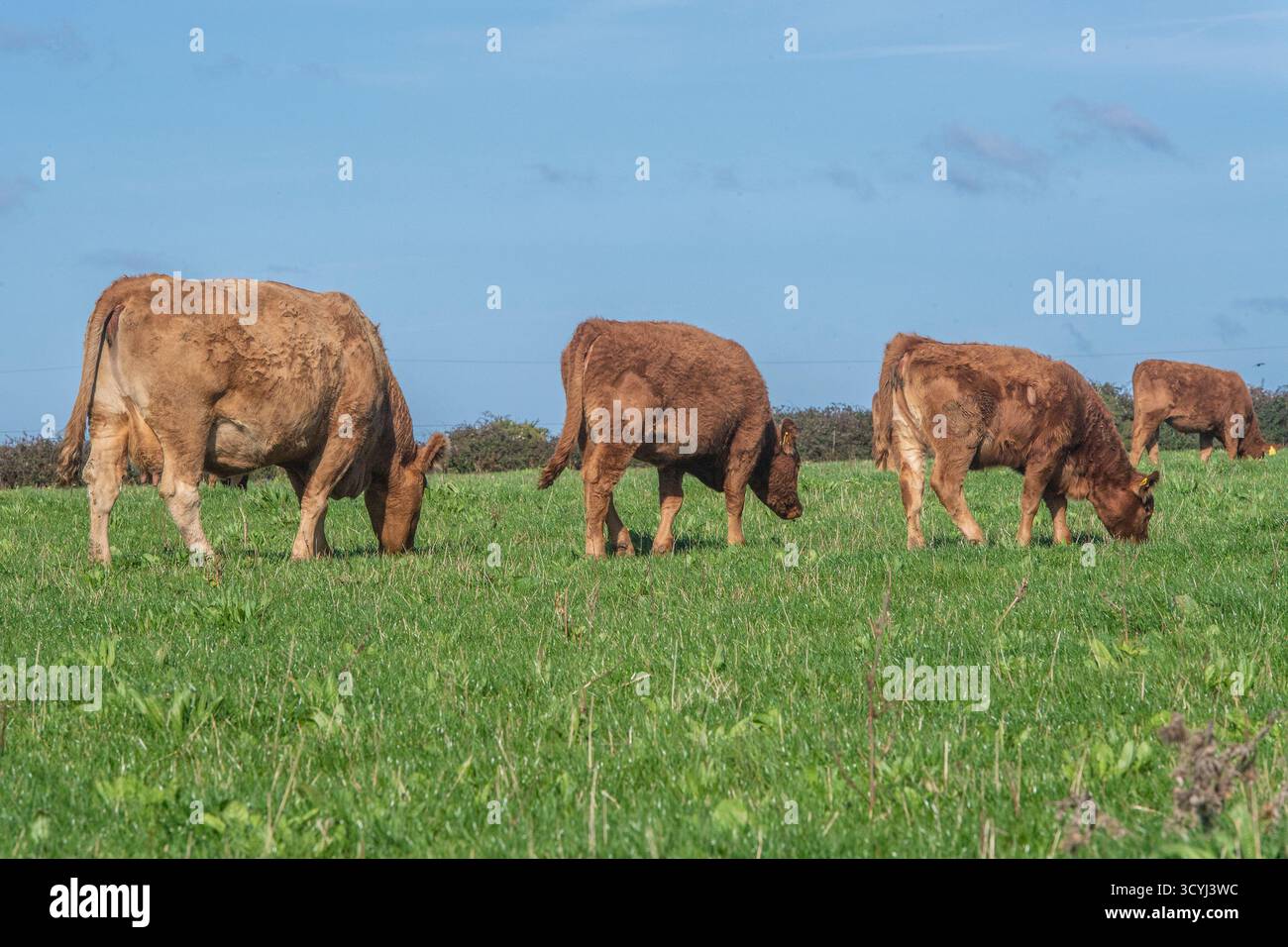 Bestiame del Devon meridionale che pascolano in un campo Foto Stock