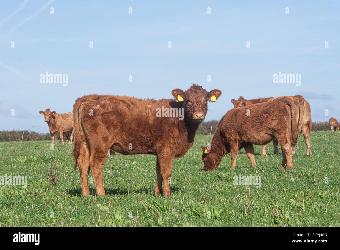 Bestiame del Devon meridionale che pascolano in un campo con un vitello che guarda la telecamera Foto Stock