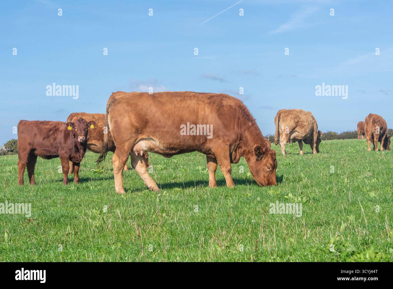 Bestiame del Devon meridionale che pascolano in un campo Foto Stock