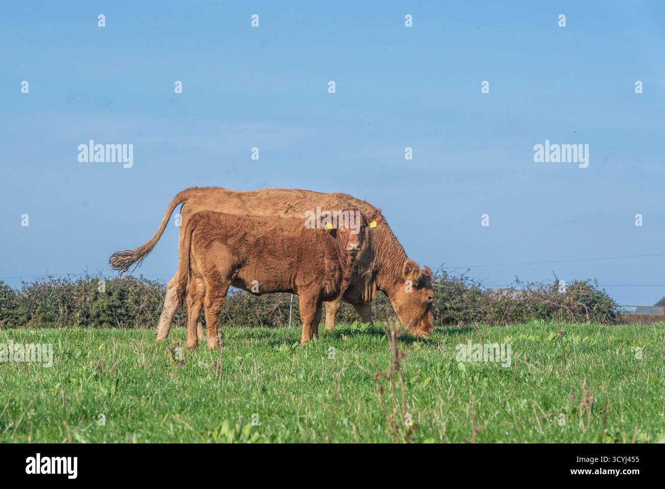 Bestiame del Devon meridionale che pascolano in un campo Foto Stock