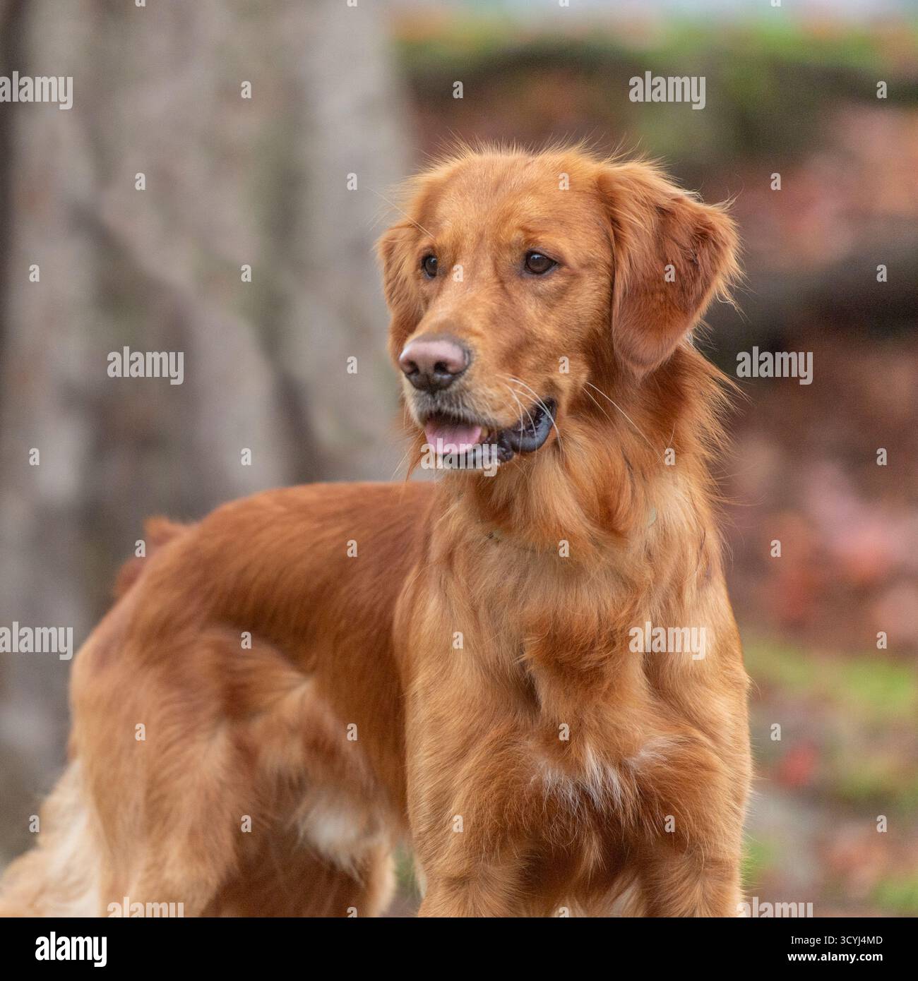 Golden Retriever con sfondo naturale sfocato Foto Stock