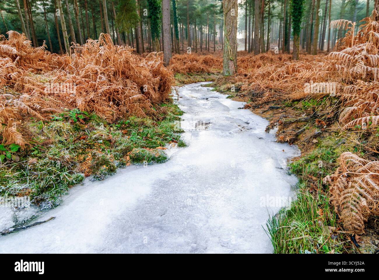 Ruscello ghiacciato o fiume ghiacciato che si snoda attraverso la pineta e il bracken bruno, Regno Unito Foto Stock