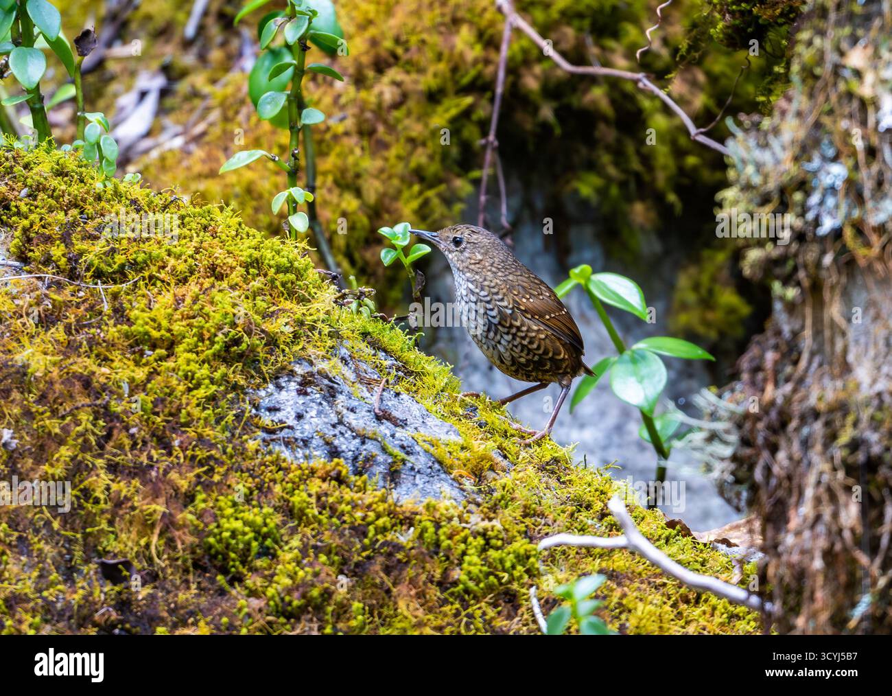 Una Cupwing Pnoepyga (Pnoepyga pusilla) in piedi su una roccia coperta di muschio. Timor, Indonesia. Foto Stock