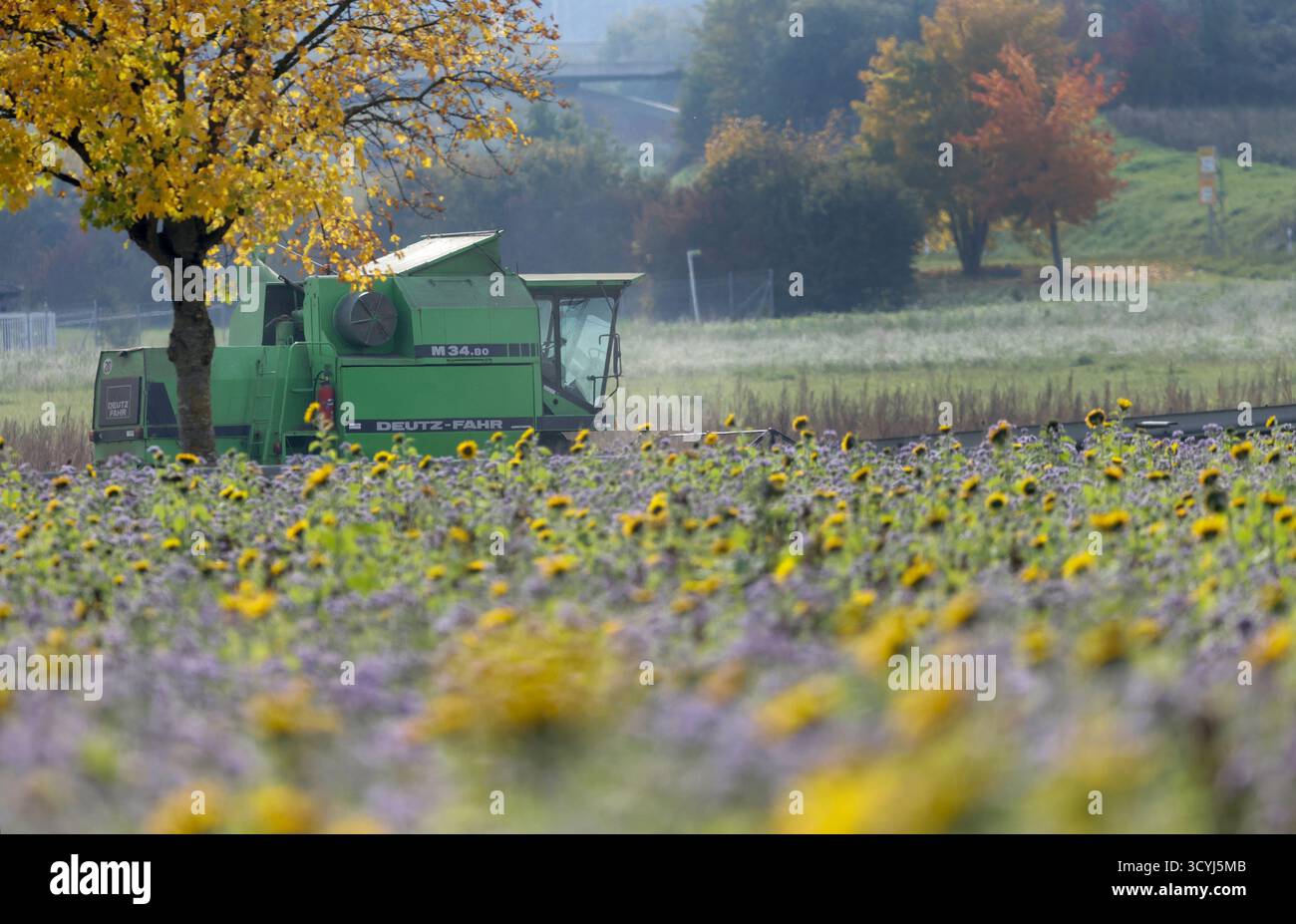 Bad Saulgau, Germania. 19 ottobre 2025. Una mietitrebbia raccoglie un campo dietro girasoli. Crediti: Thomas Warnack/dpa/Alamy Live News Foto Stock