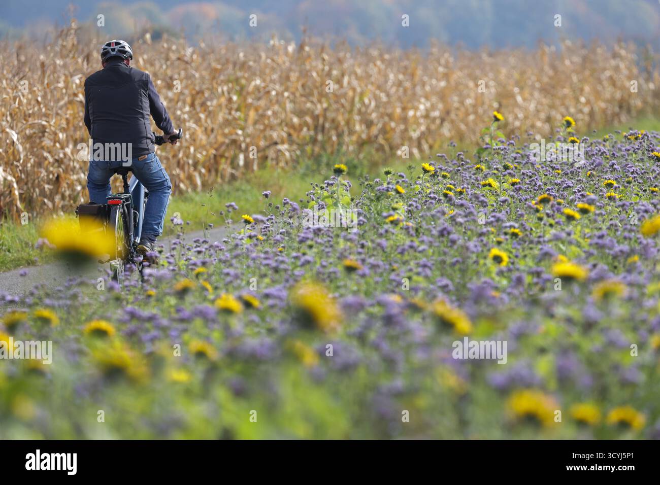 Bad Saulgau, Germania. 19 ottobre 2025. Un ciclista cavalca al sole tra un campo di mais e un campo di girasoli. Crediti: Thomas Warnack/dpa/Alamy Live News Foto Stock