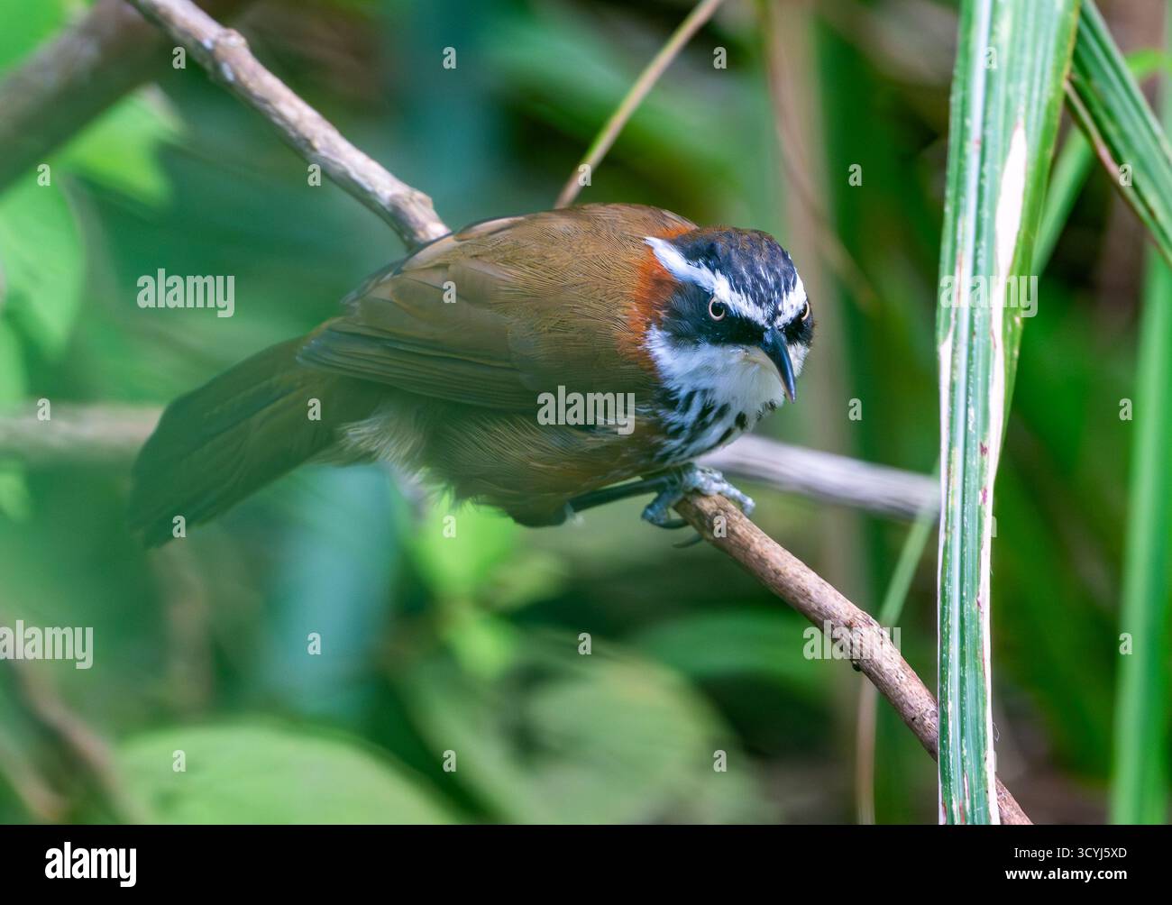 Un Taiwan Scimitar-Babbler (Pomatorhinus musicus) arroccato su un ramo nella foresta. Taiwan. Foto Stock