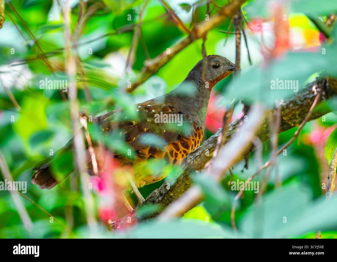 Un Taiwan Bamboo-Partridge (Bambusicola sonorivox) nascosto in fitti cespugli. Wulai, Taiwan. Foto Stock