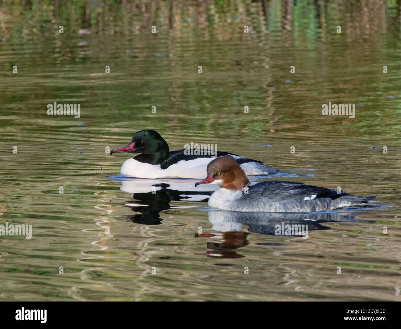 Goosander (Mergus Merganser) coppia che nuota su uno stagno boschivo sotto il sole invernale, Forest of Dean, Gloucestershire, Regno Unito, febbraio. Foto Stock