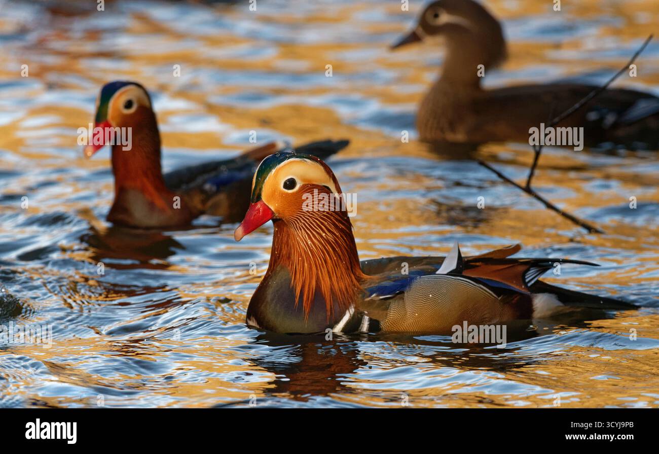 L'anatra al mandarino (Aix galericulata) drena nuotando su uno stagno boschivo sotto il sole invernale, Forest of Dean, Gloucestershire, Regno Unito, gennaio. Foto Stock