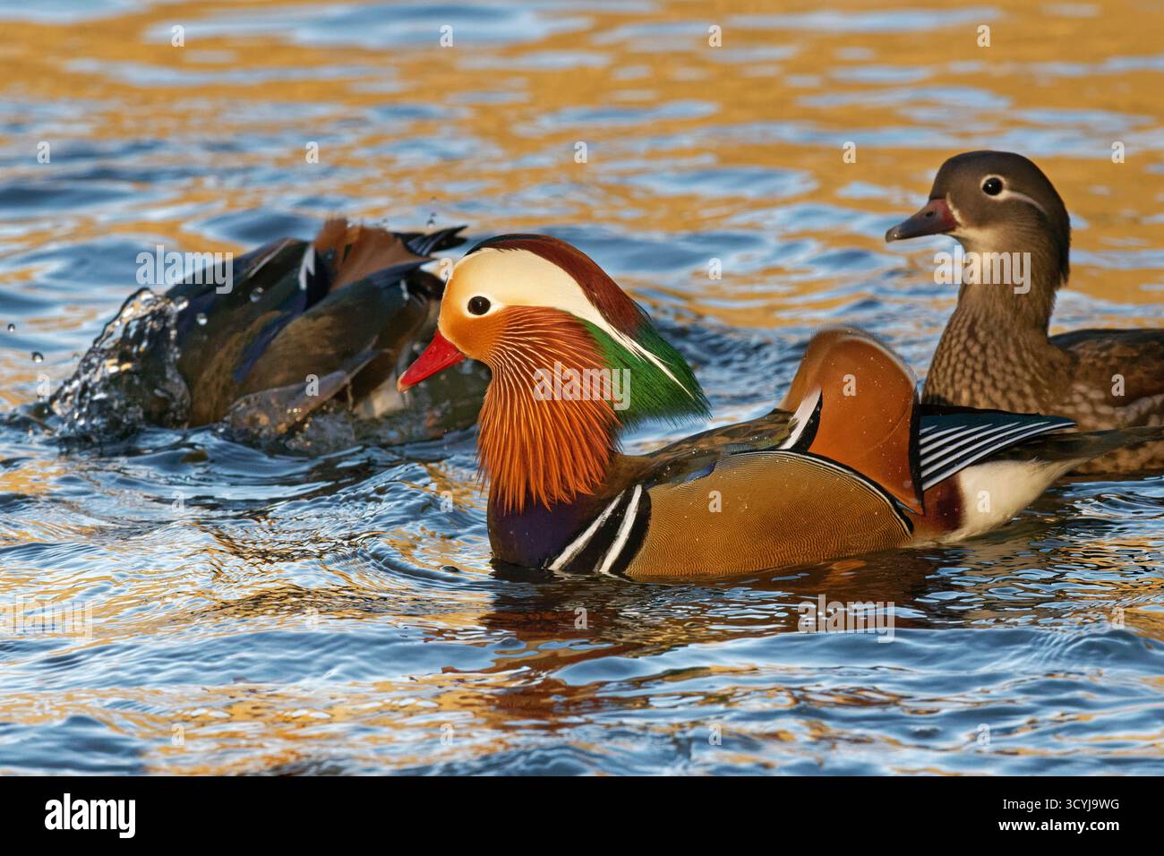 Anatra al mandarino (Aix galericulata) che nuota mentre un altro drake si immerge per il grano affondato gettato in uno stagno poco profondo dai turisti, la Foresta di De Foto Stock