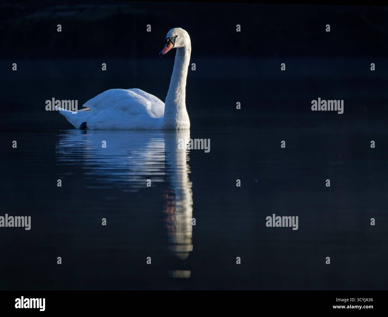Cigno muta (Cygnus olor) che nuota all'alba, stagni Cannop, Forest of Dean, Gloucestershire, Regno Unito, gennaio. Foto Stock