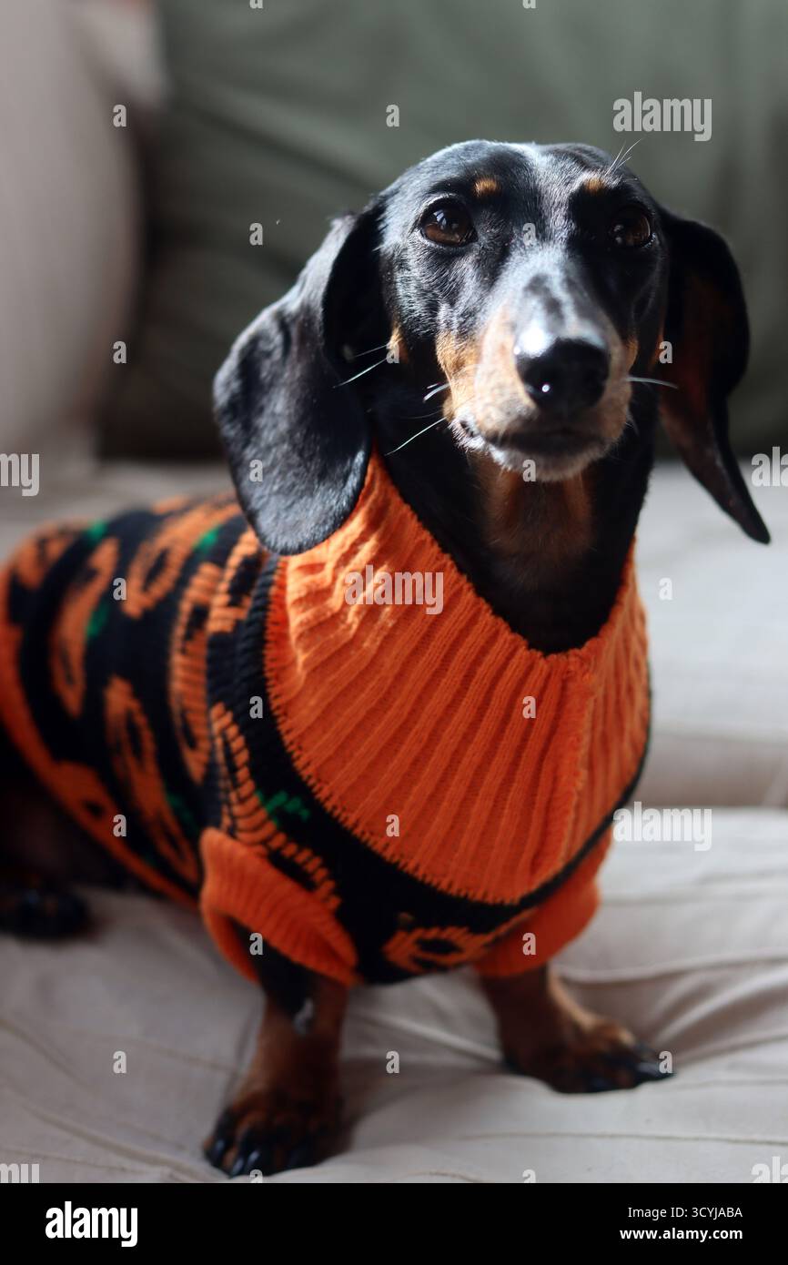 Un Dachshund in miniatura che indossa un maglione arancione lavorato a maglia Foto Stock