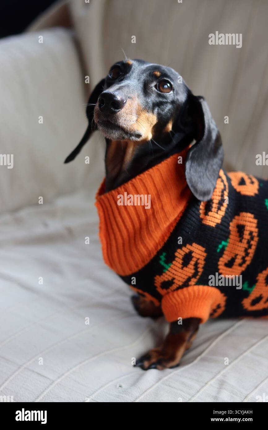 Un Dachshund in miniatura che indossa un maglione arancione lavorato a maglia Foto Stock