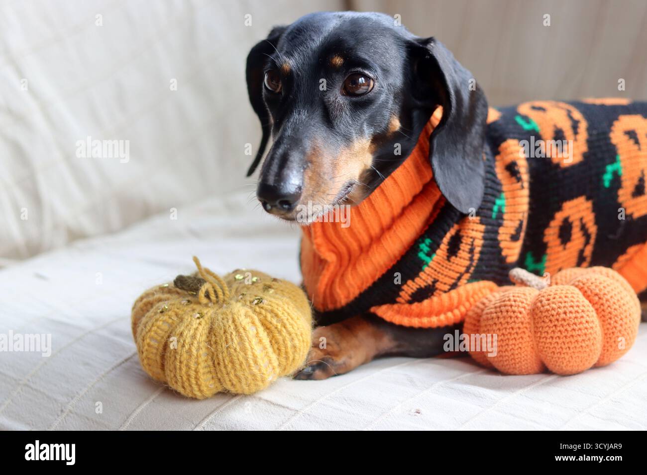 Sdraiati in un caldo maglione a tema Halloween con un giocattolo a maglia di zucca Foto Stock