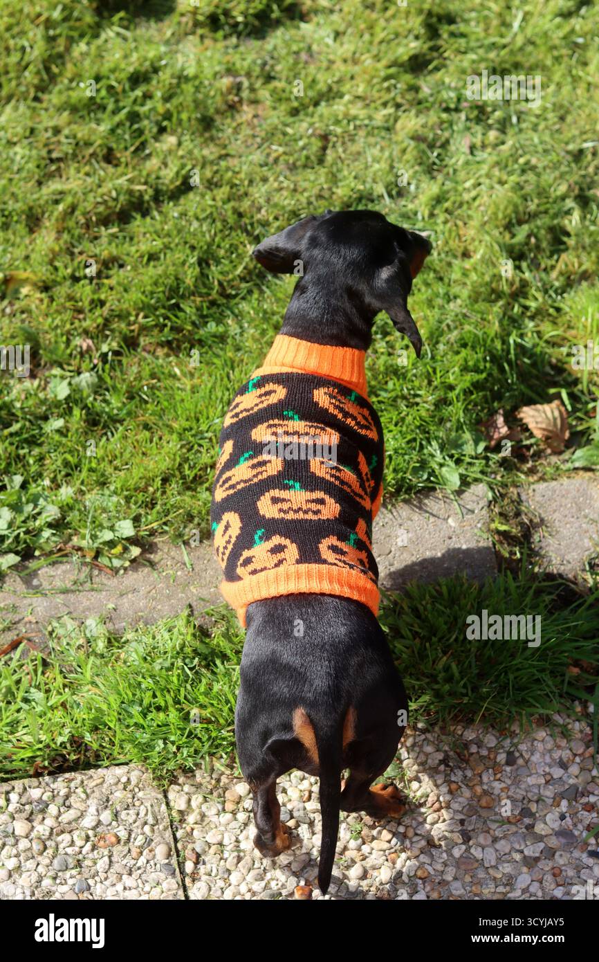 Un Dachshund in miniatura che indossa un maglione arancione lavorato a maglia Foto Stock