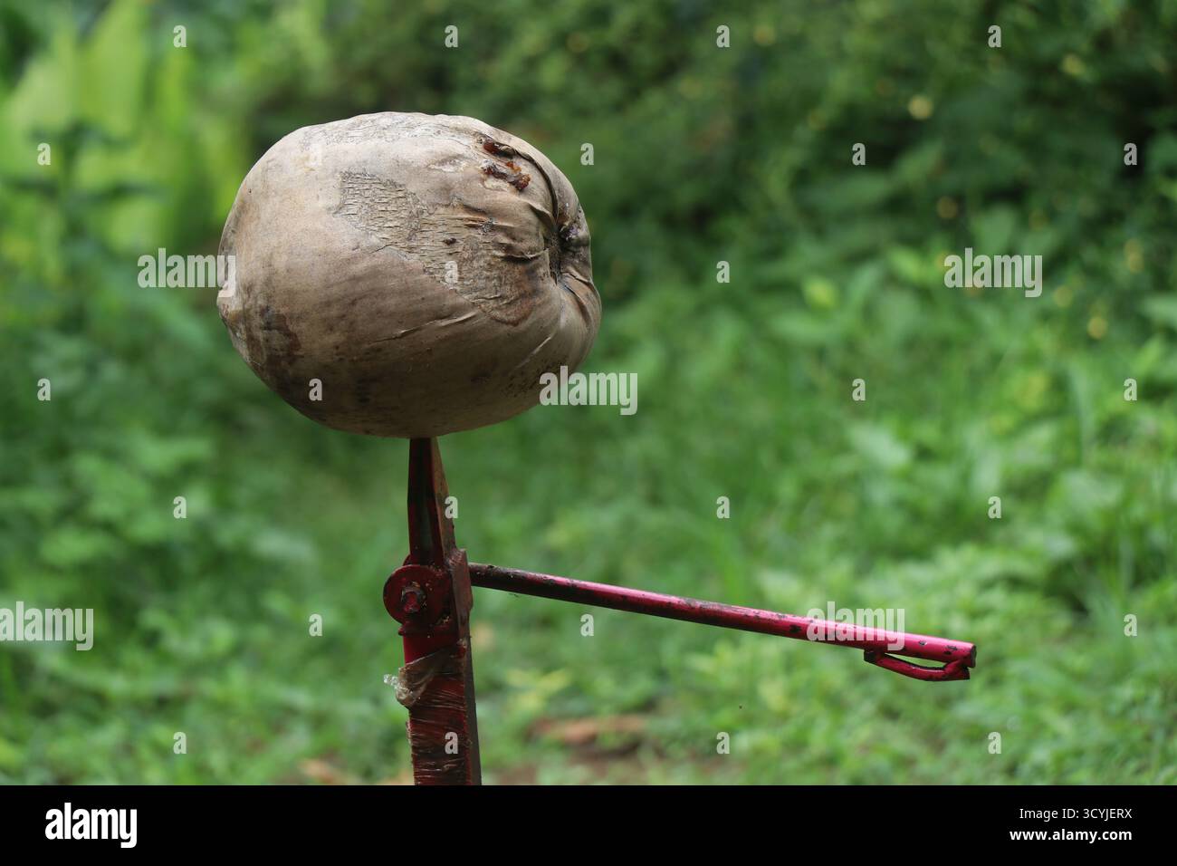 Cocco secco conservato sulla pelatrice su sfondo naturale Foto Stock