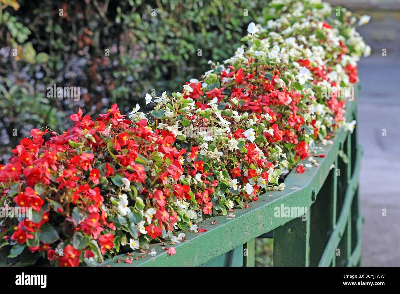 Sommerblumen in Blüte die Semperflorens-Begonien, auch Eis-Begonien oder Gottesauge genannt, zur Blütezeit am Geländer einer kleinen Brücke. *** Fiori estivi in fiore i Semperflorens begonias, noti anche come begonie ghiacciate o occhio degli dei, in fiore sulla ringhiera di un piccolo ponte Foto Stock