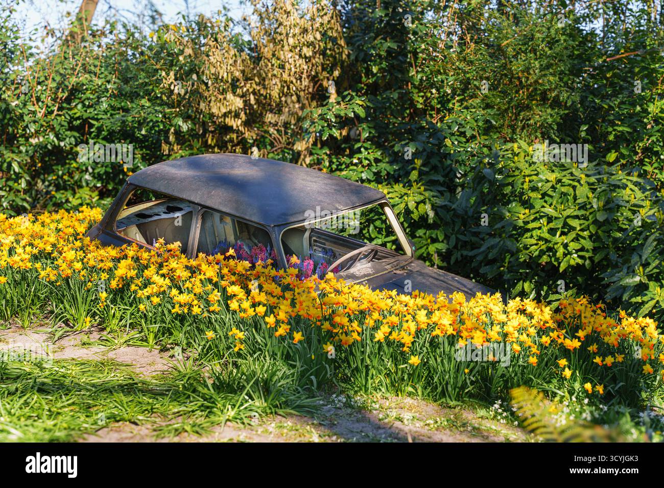 Un'auto d'epoca arrugginita piena di narcisi gialle in fiore si erge come un progetto creativo di riciclaggio giardino sotto la luce del sole, riciclare arte, sostenibile Foto Stock