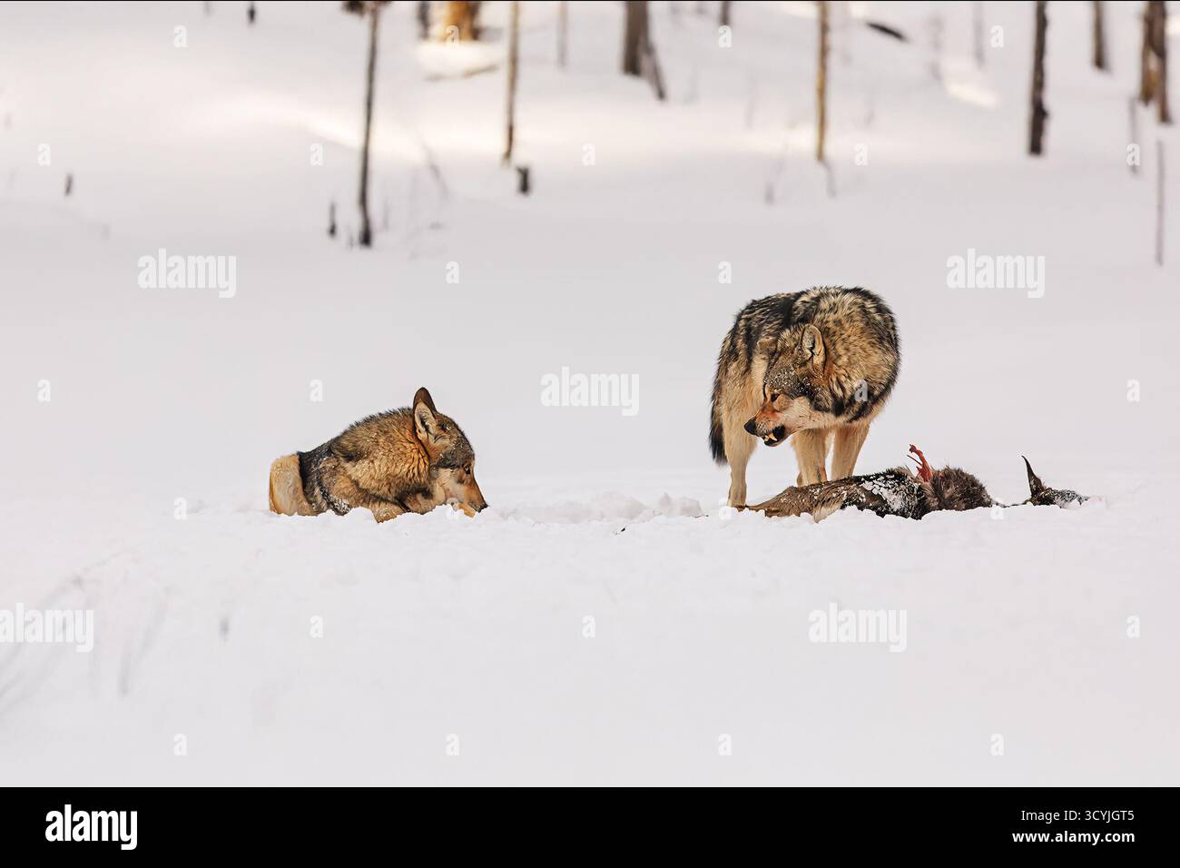 Due lupi grigi (Canis lupus) si nutrono con cautela sulle loro prede nella foresta invernale innevata, mostrando un comportamento predatorio naturale e una gerarchia di branchi. Foto Stock