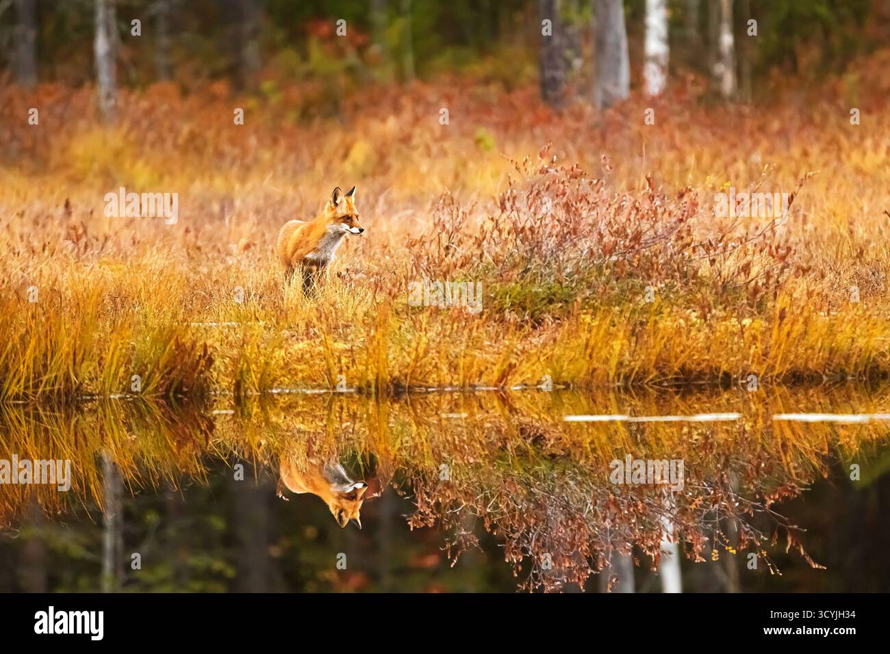 La volpe rossa (Vulpes vulpes) si erge vigile sul bordo di un lago di colore autunnale, il suo riflesso è chiaramente visibile nella calma acqua simile a uno specchio Foto Stock