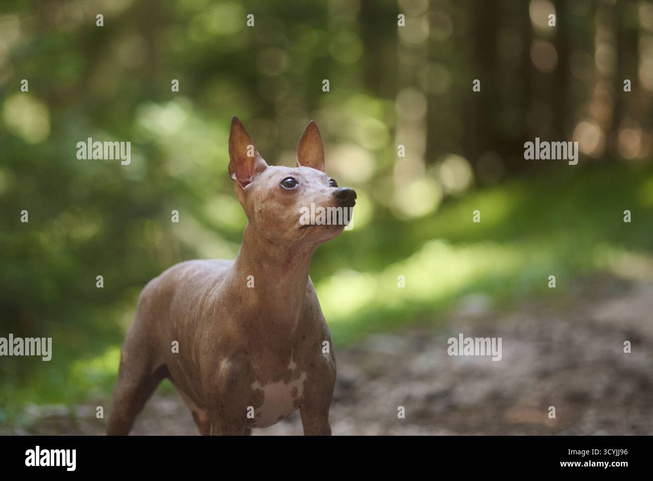 Un American Hairless Terrier si trova a terra ai margini di un sentiero boschivo. Il cane guarda con calma verso l'alto con le orecchie leggermente sollevate. Foto Stock