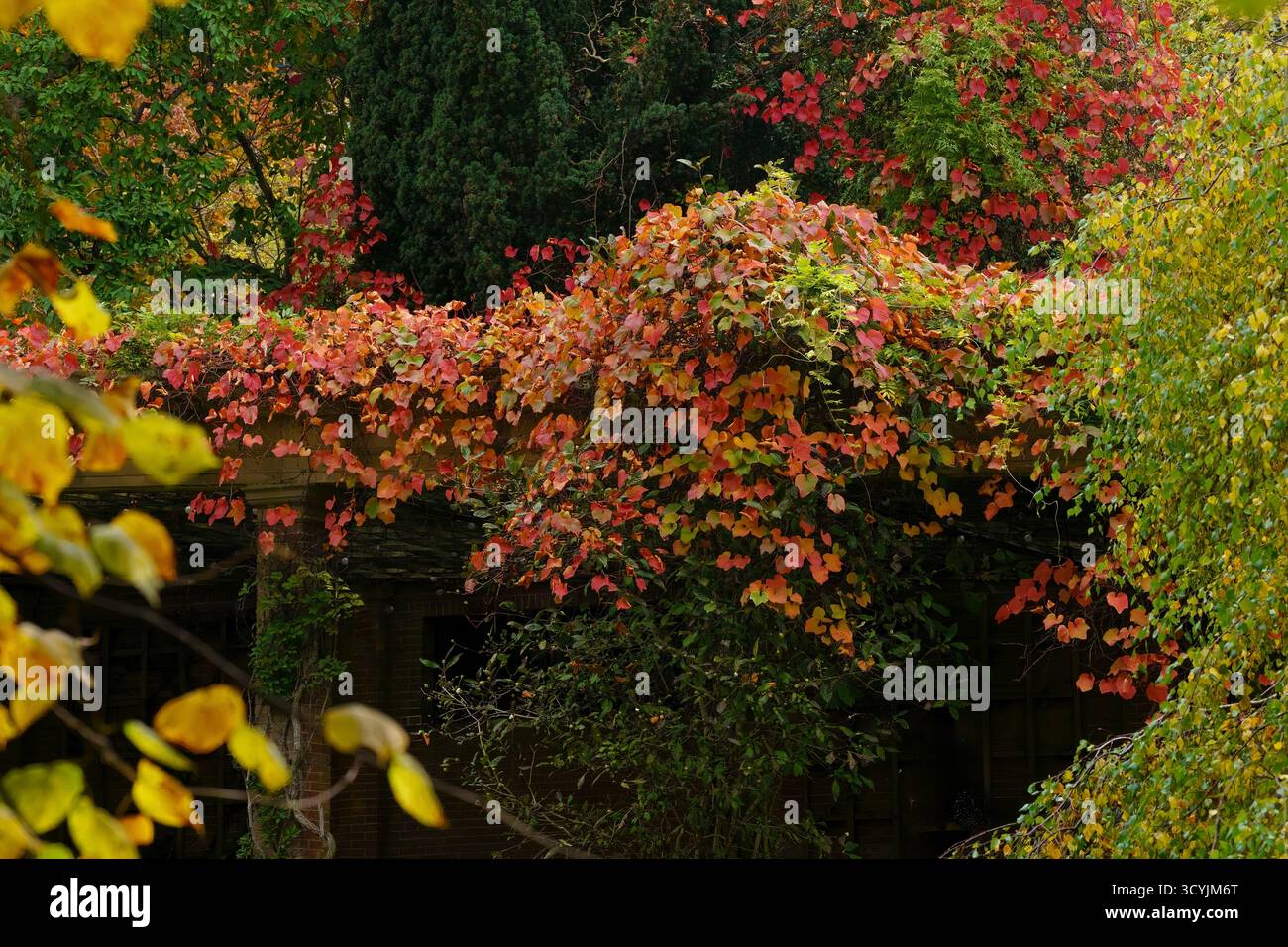 Un vitigno color cremisi è appeso su un vecchio edificio in tonalità autunnali a Valley Gardens, Harrogate, Regno Unito. Foto Stock