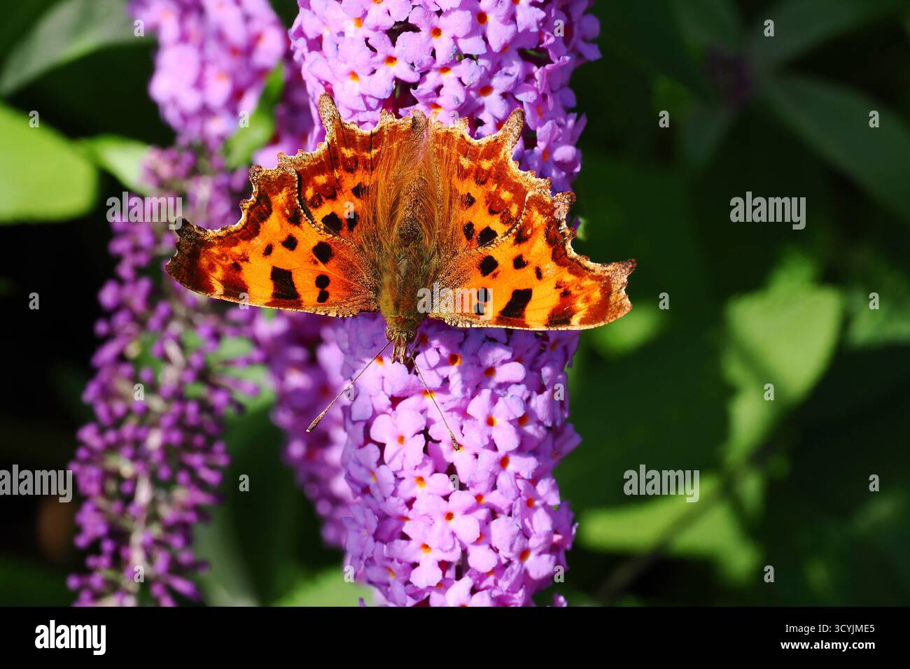 Virgola farfalla su Budliea davidii a fine estate. REGNO UNITO Foto Stock