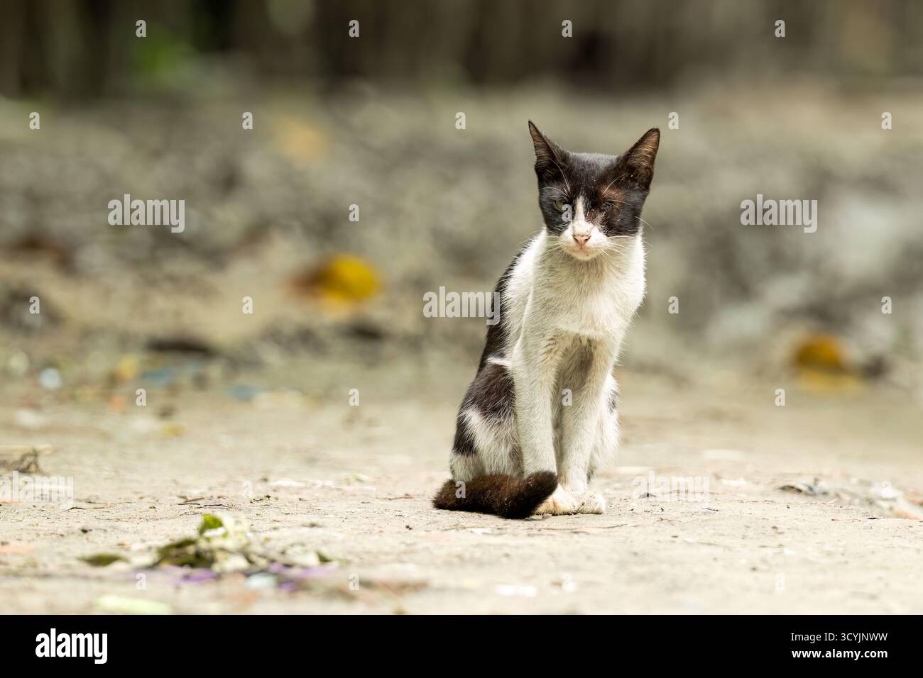 Gatta del villaggio, ha un danno agli occhi. Foto Stock